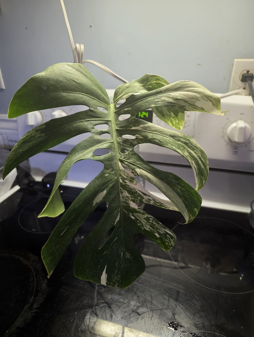 Monstera Albo Rooted Cutting
